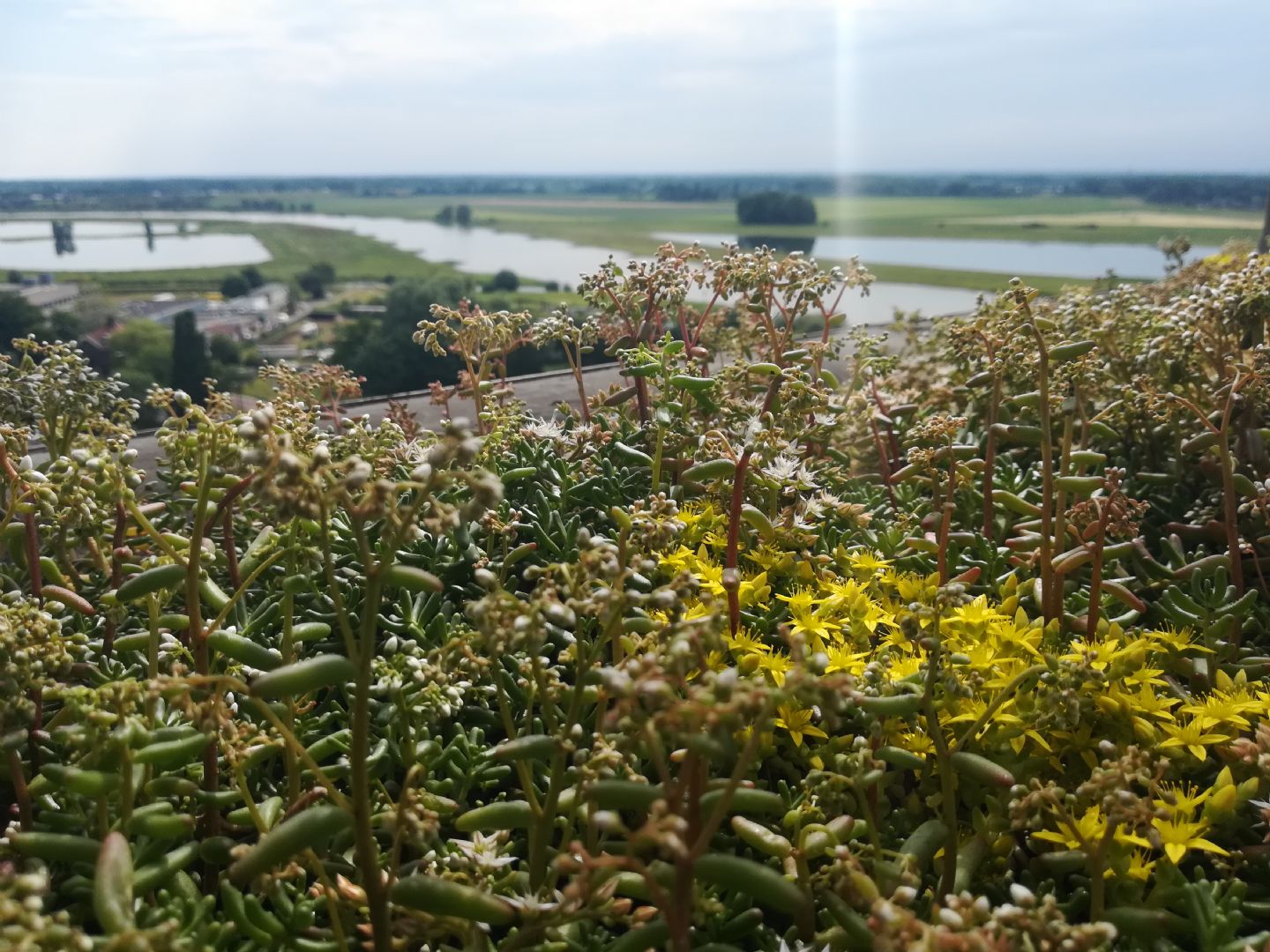 Groen sedumdak op hoogte